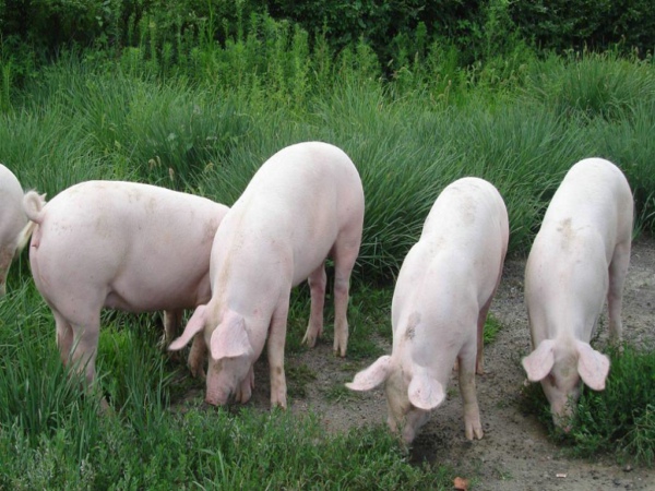 風(fēng)途動物疫病診斷儀可檢測豬藍耳病毒