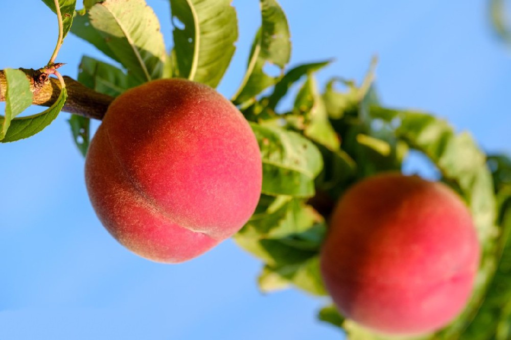 肥城桃為什么品質下降？試試土壤養(yǎng)分檢測